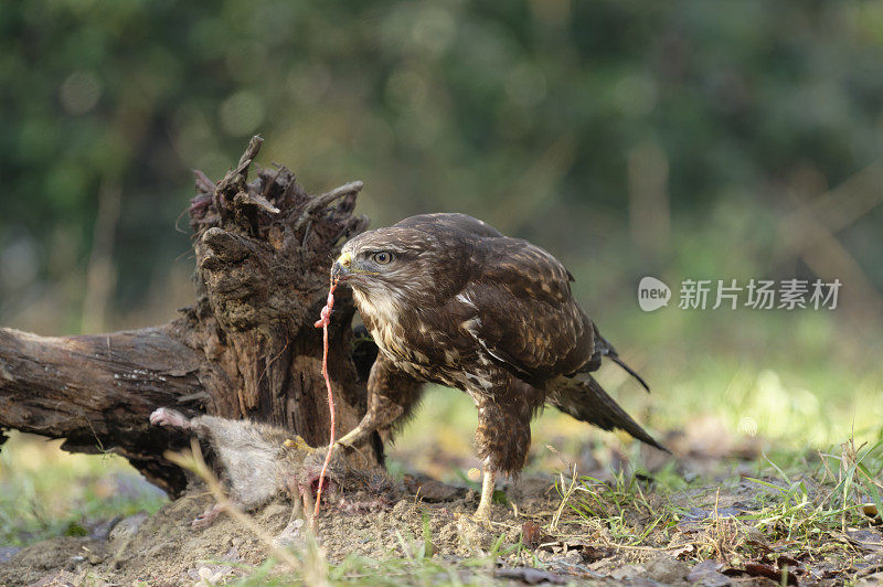 欧亚秃鹰配鼠(Buteo Buteo)